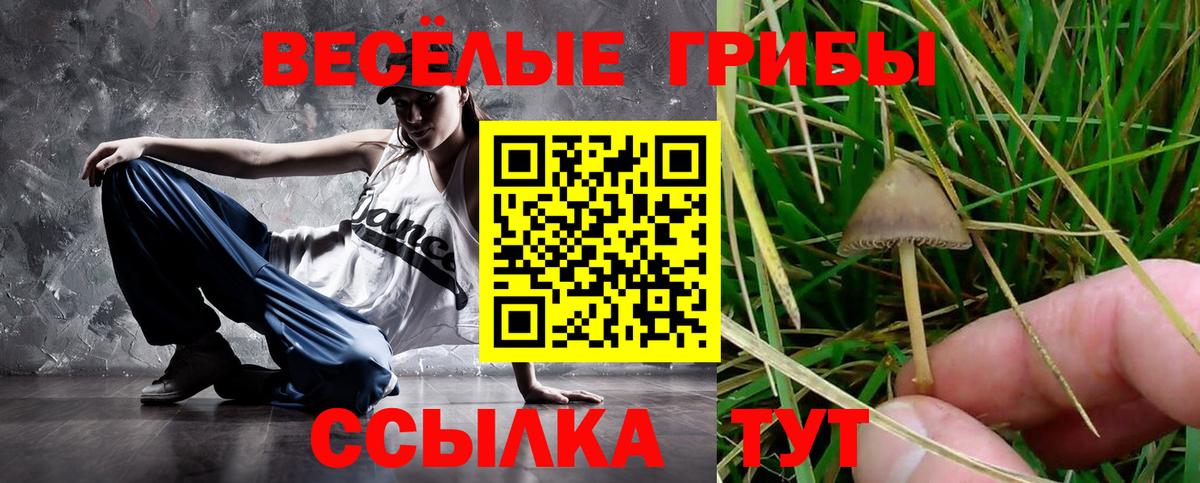 Псилоцибиновые грибы Cubensis Реутов